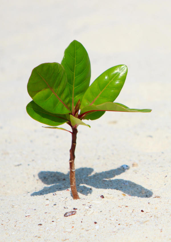 thehomeward-signal The Signal